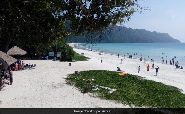 Tropical Jungle Backdrop